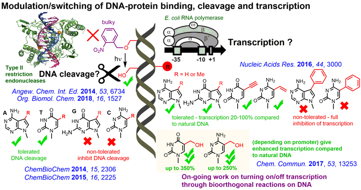 Novel redox or fluorescent DNA labeling for bioanalytical applications