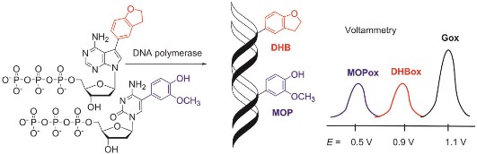 Chemical biology of base-modified nucleic acids