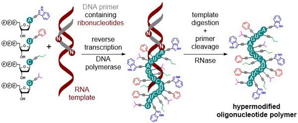 Chemical biology of base-modified nucleic acids