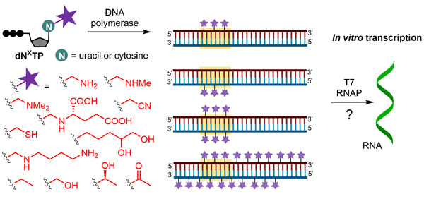 Chemical biology of base-modified nucleic acids