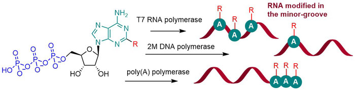 Chemical biology of base-modified nucleic acids