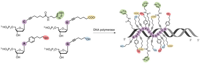 Chemical biology of base-modified nucleic acids