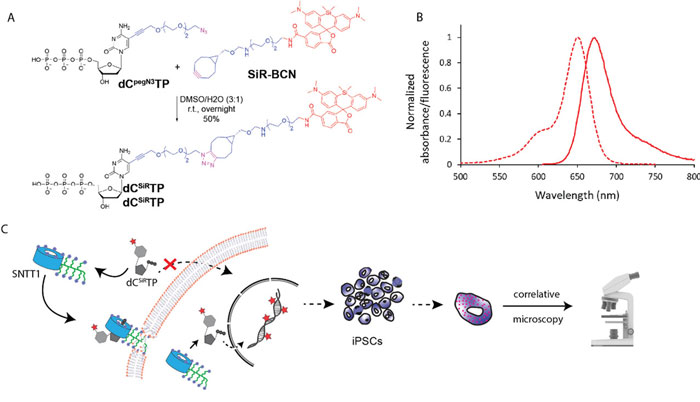 Chemical biology of base-modified nucleic acids