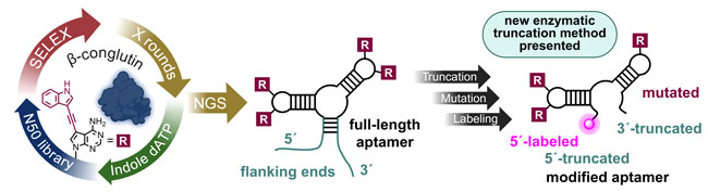 Chemical biology of base-modified nucleic acids