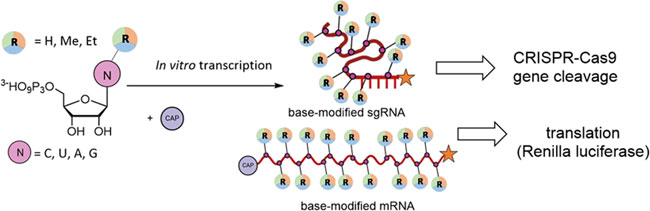 Chemical biology of base-modified nucleic acids